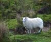 Ireland